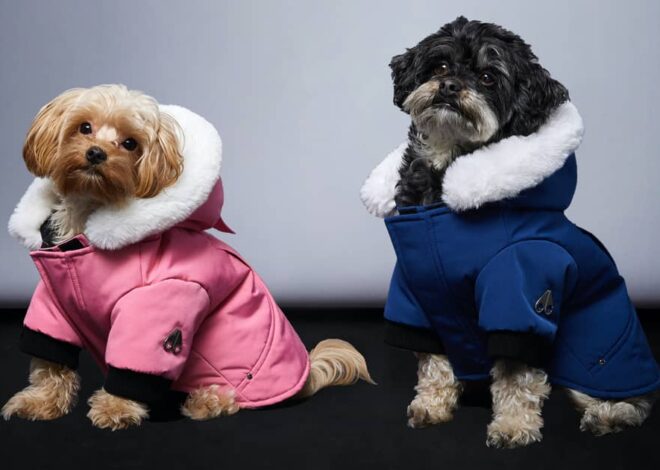 Why Choose a Waterproof Dog Jacket Grey?